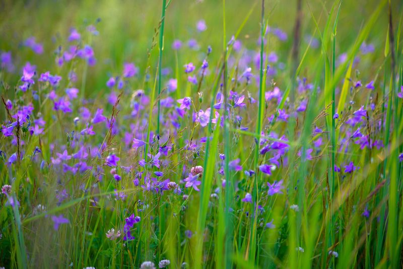 лето, цветы, колокольчики, июнь, колокольчики фото превью