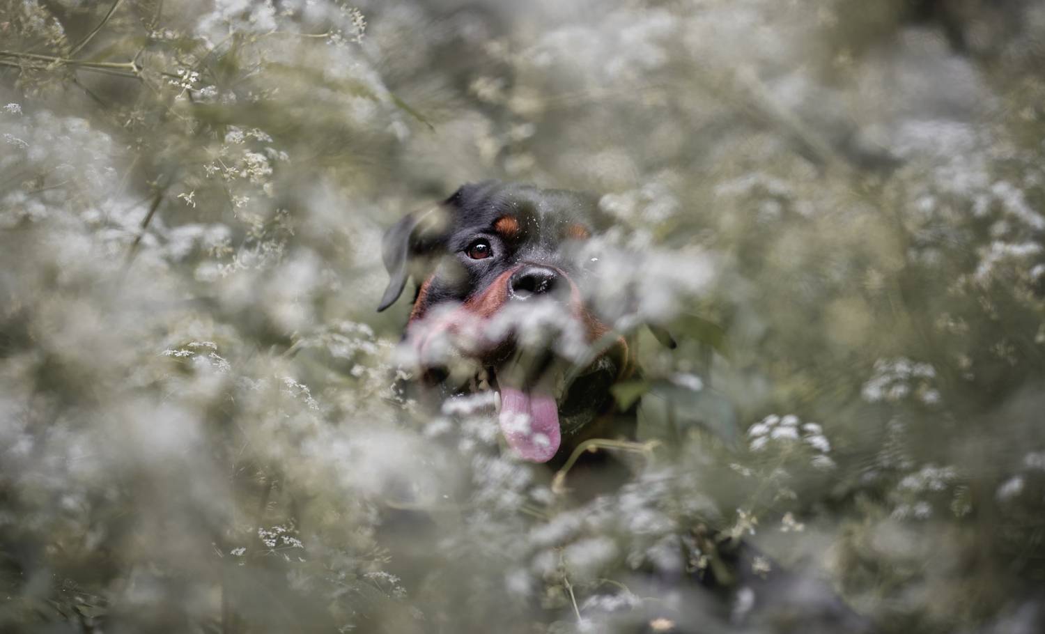 , Яна Кудлай