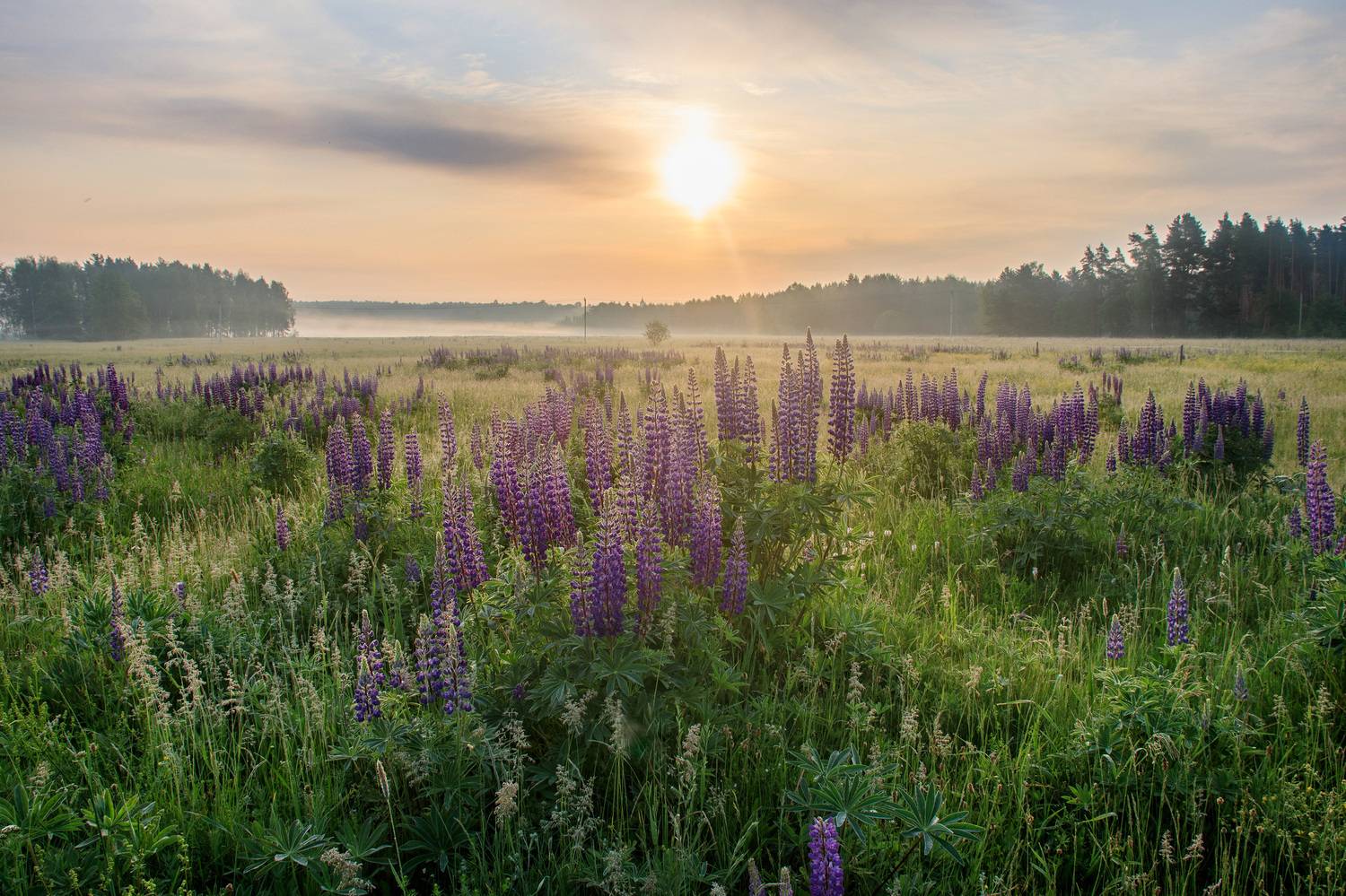 , Добролюбова Тамара