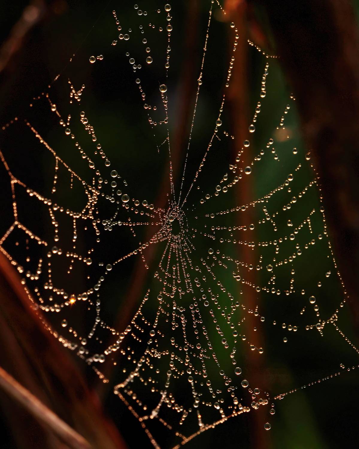 , Кузнецов Дмитрий