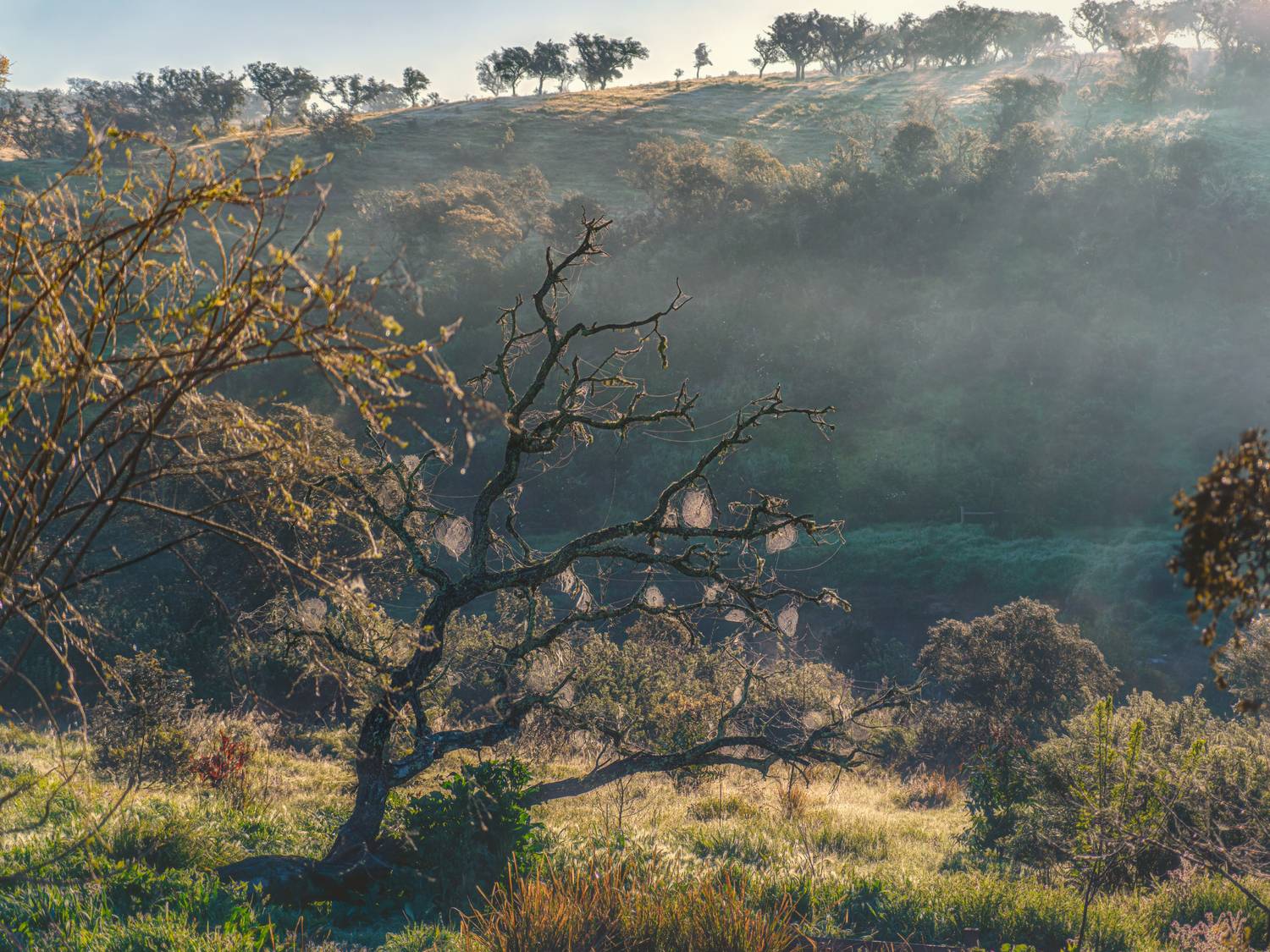 , Шварцман Евгений