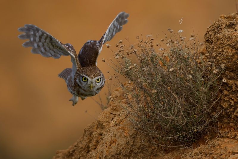 Little owl 