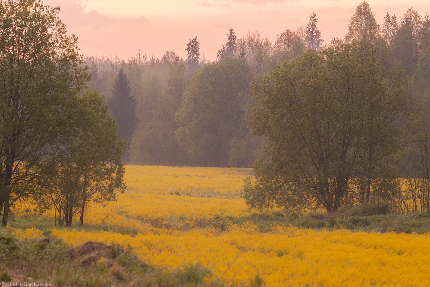 Рапс, рапсовые поля, Кондратенко Руслан