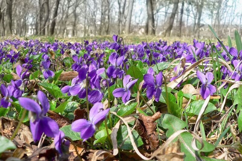 Фиалковый ковер фото превью