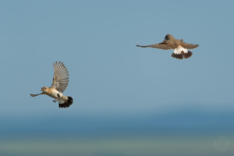 Северная каменка семья - Lens and Feathers фото превью