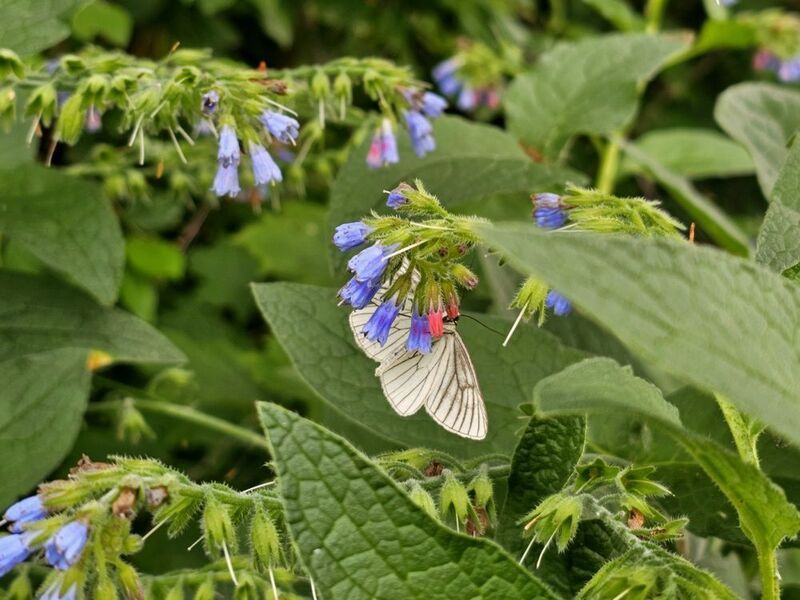 фото превью