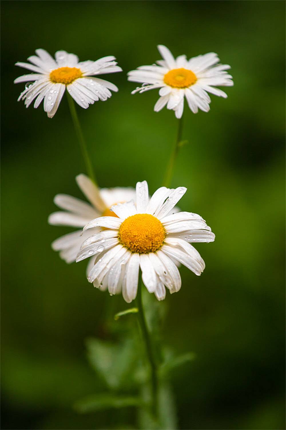 , Чудинин Дмитрий