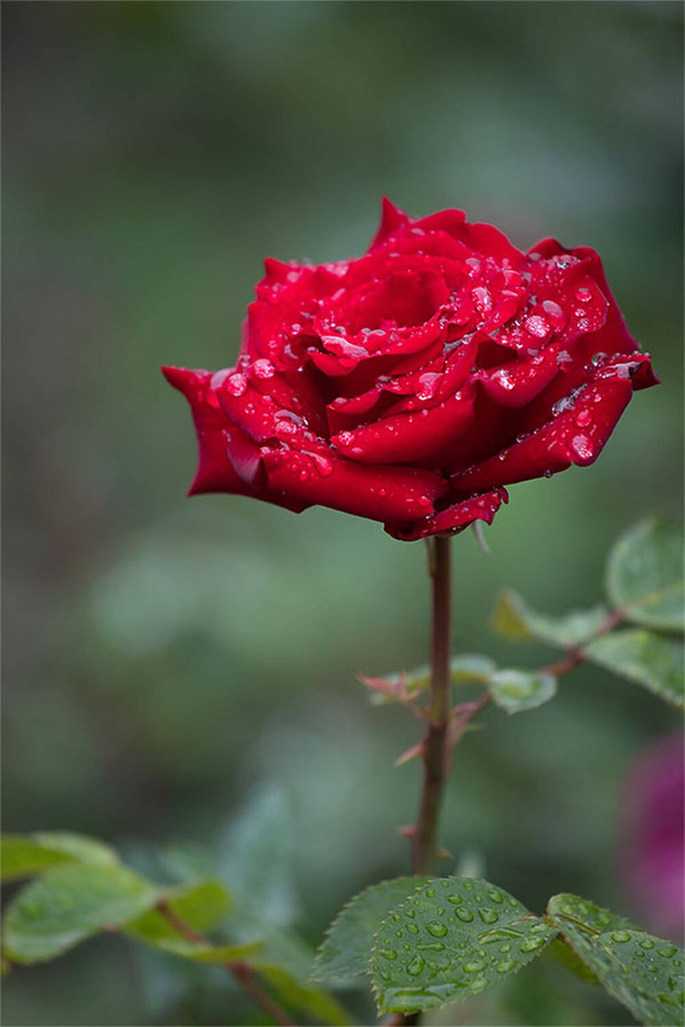 , Чудинин Дмитрий