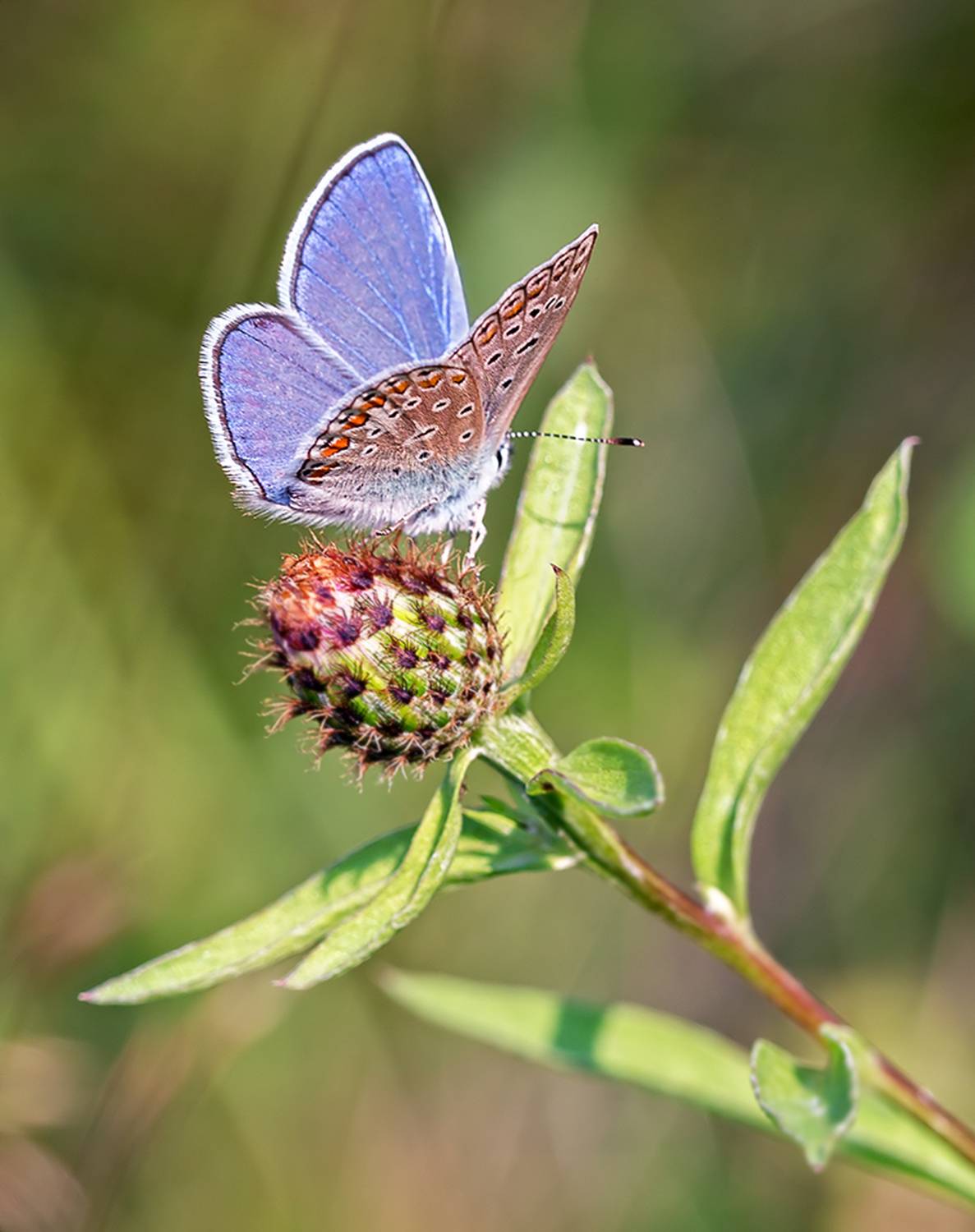 насекомые, бабочка, голубянка, икар, лето, июнь, Борис Новиков