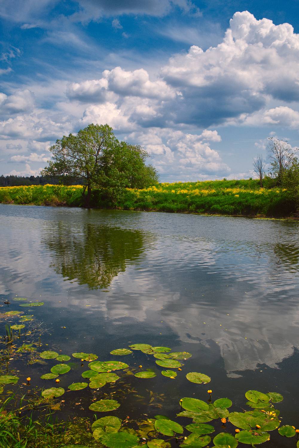 , Дыбов Дмитрий