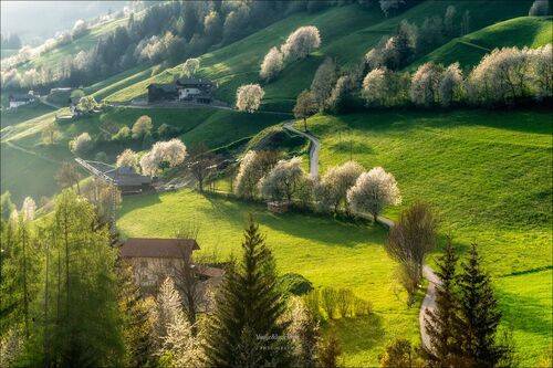 Страна гигантских одуванчиков