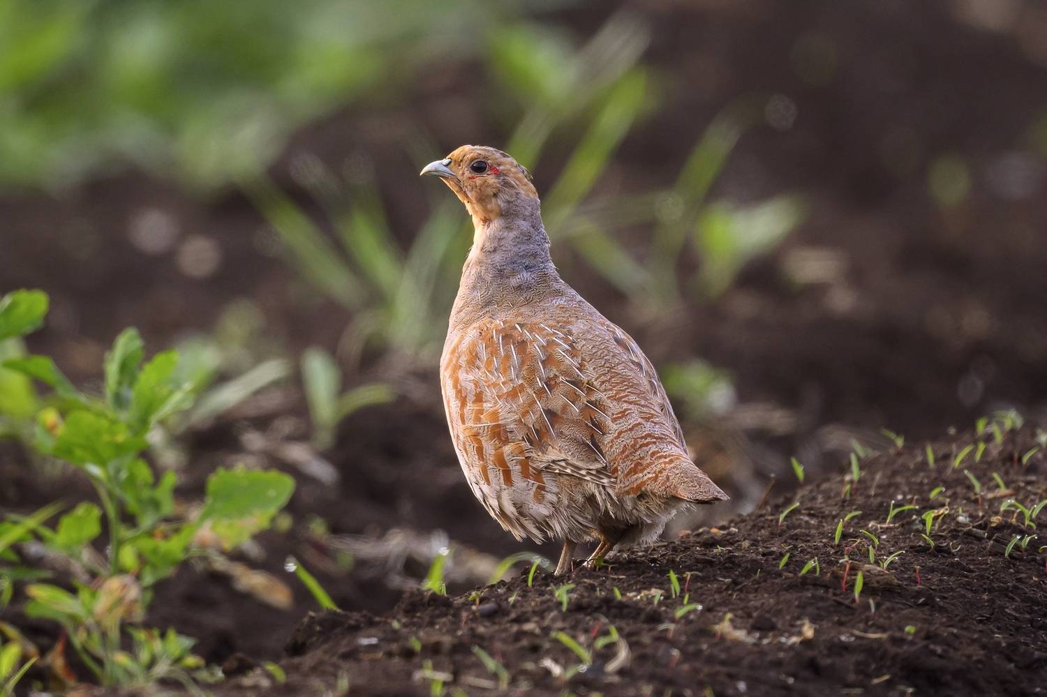 , Пупонин Сергей