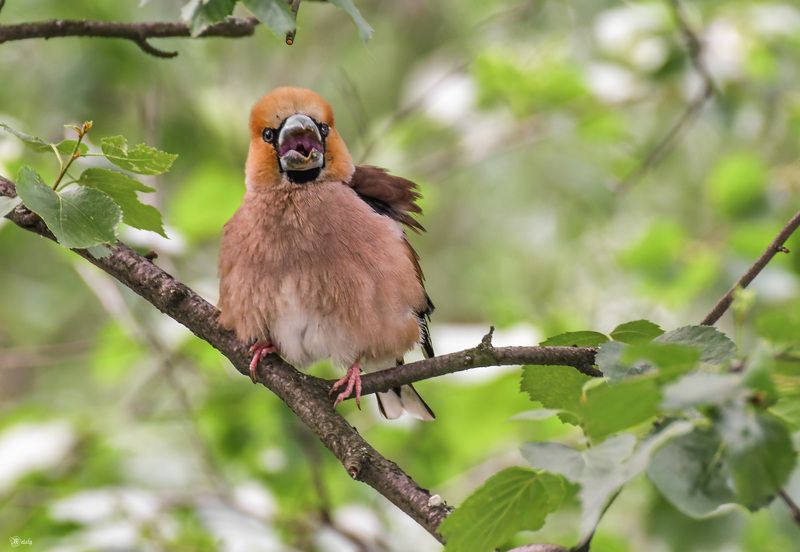 Орёт по дубоносьи) фото превью