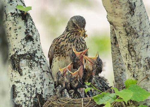 Время забот! (2 ФОТО)