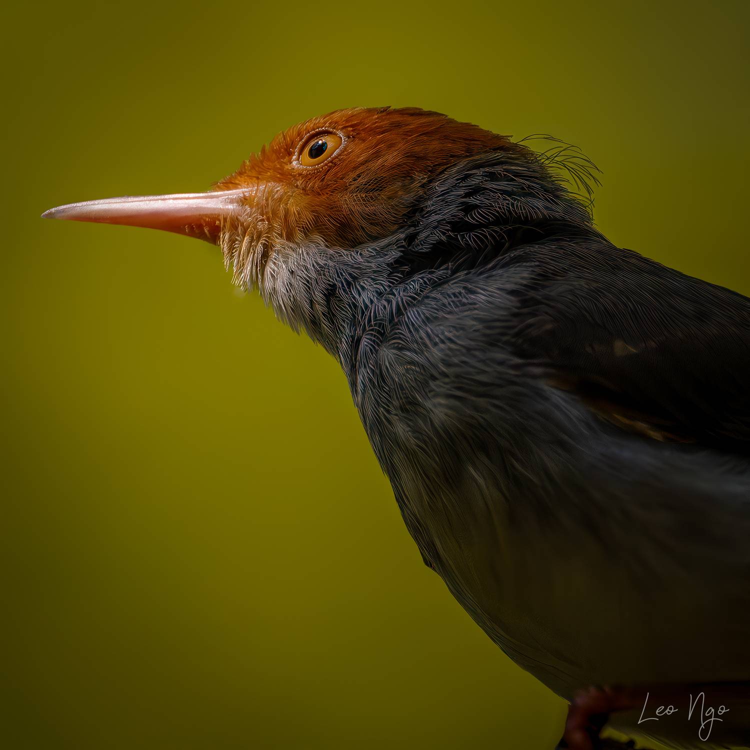 , Ngo Hoang Nguyen - Leo Ngo