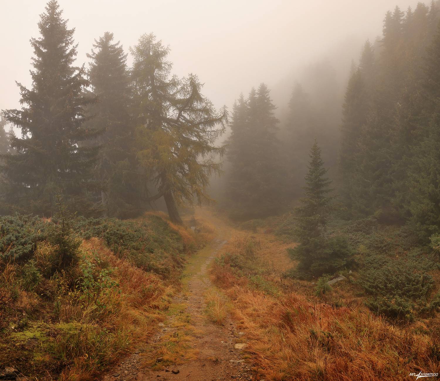 swiss, Матвеев Николай