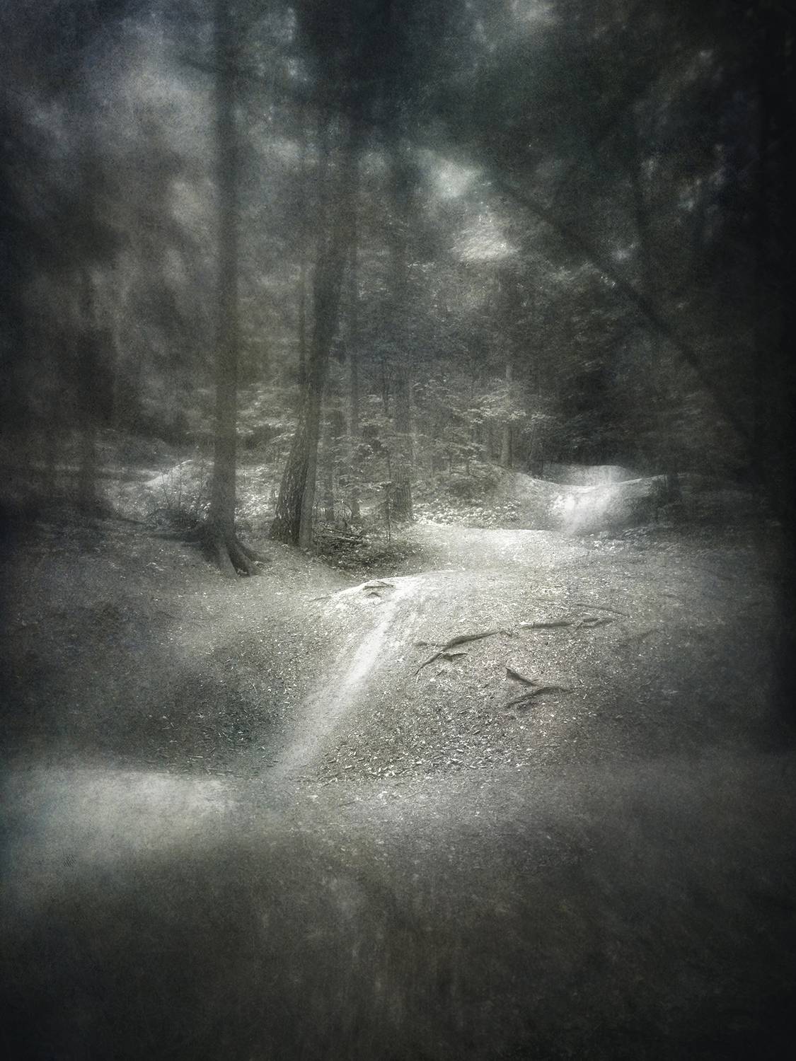 чб, пейзаж, лес, тропинка, Сергей Кот