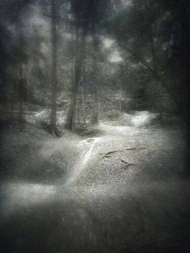 Лесная лента.