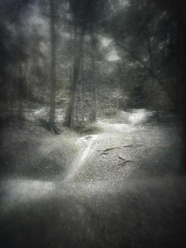 чб, пейзаж, лес, тропинка Лесная лента. фото превью