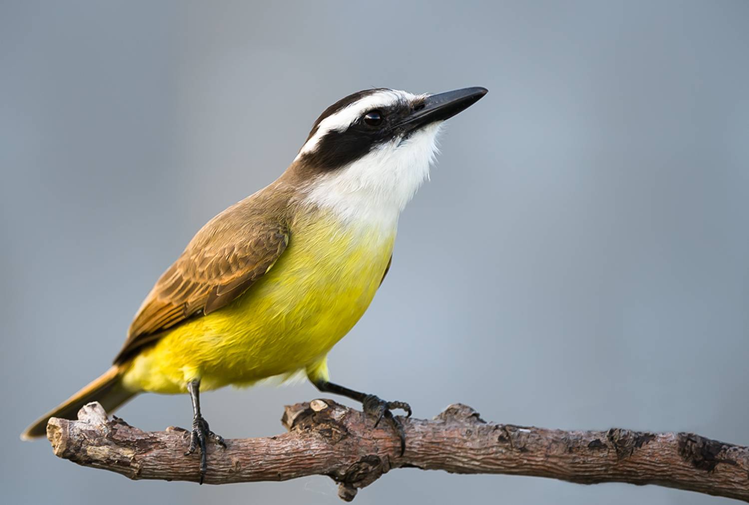 benteveo, com&uacute;n, pitangus, sulphuratis, argentina, Андрей Алексеев