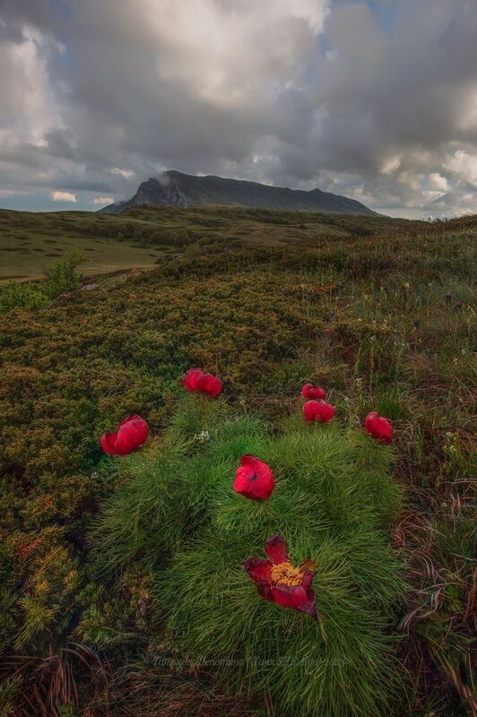 крым, симферополь, чатыр даг, crimea, nature, пейзаж, landscape, пион крымский, пион тонколистный Пионы Чатыр-Дага фото превью
