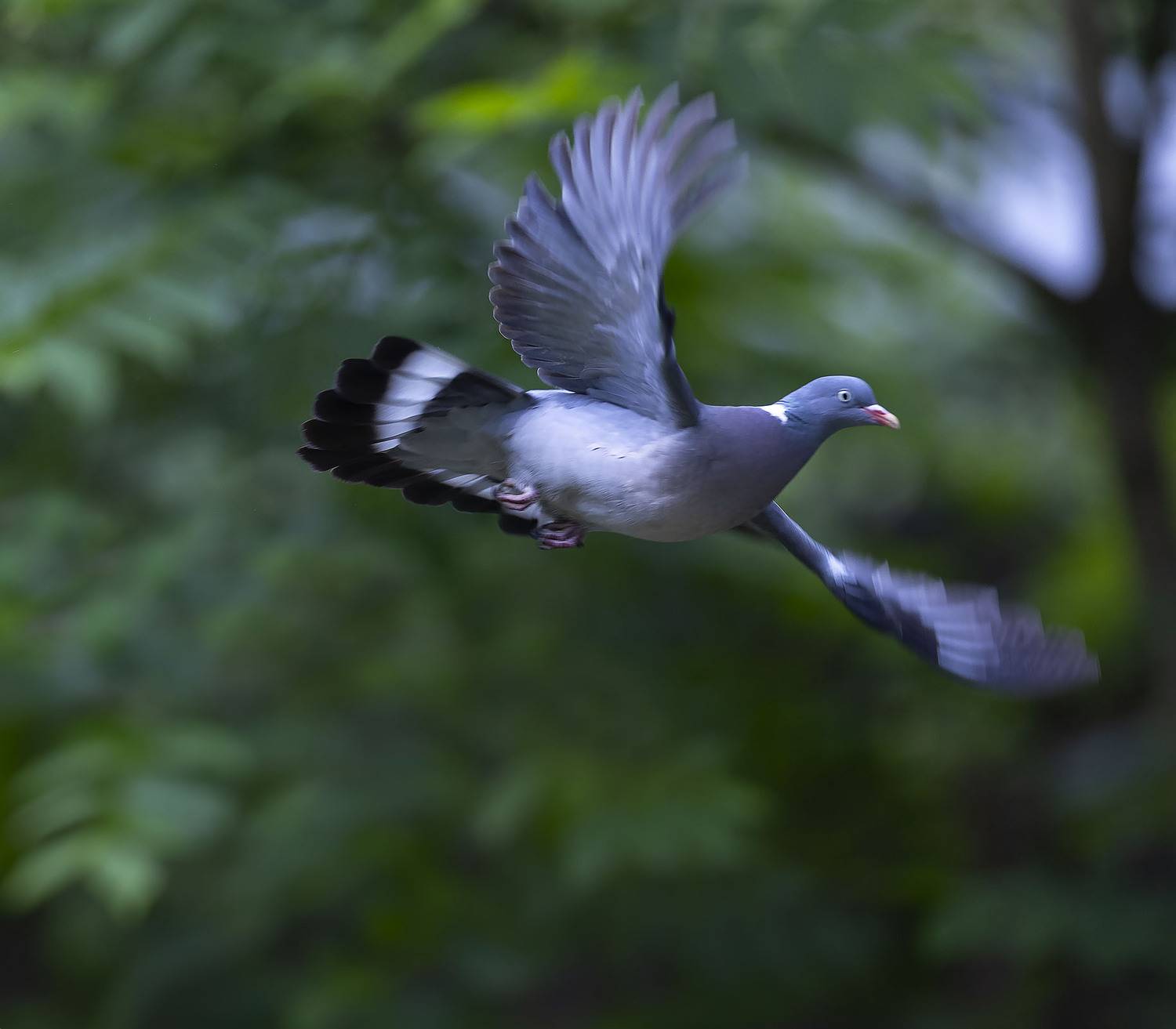 вяхирь, полёт, лес, свобода, природа, bird,flight, forest, nature, Стукалова Юлия