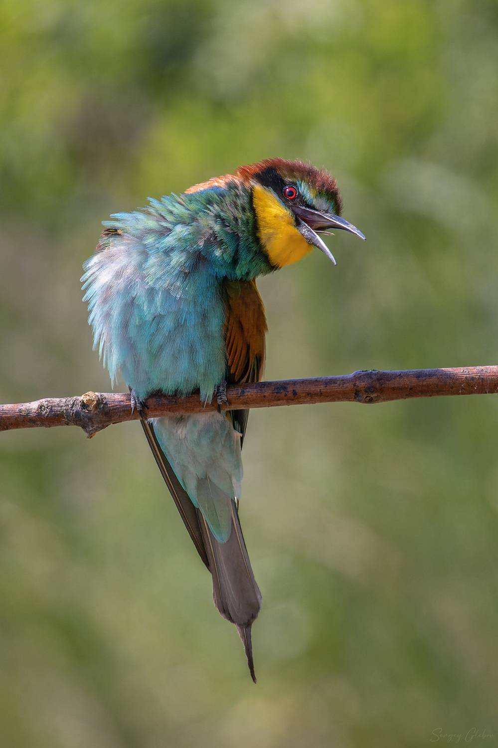 щурка, птицы, пернатые, Глебов Сергей