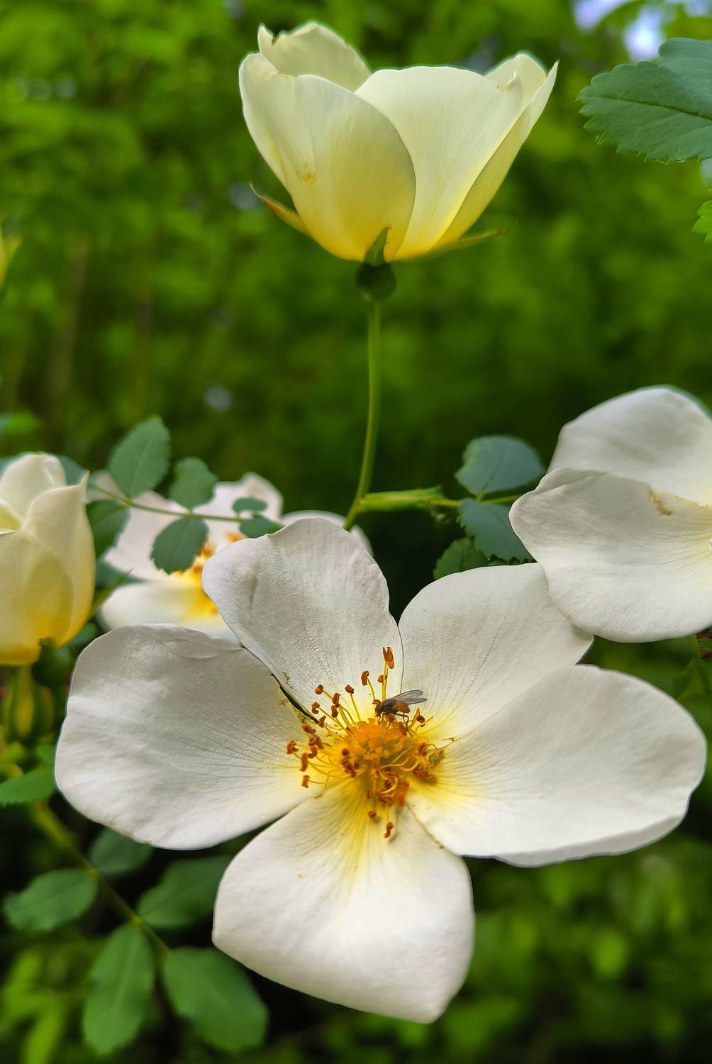 шиповник, ANDREY PERESHEIN