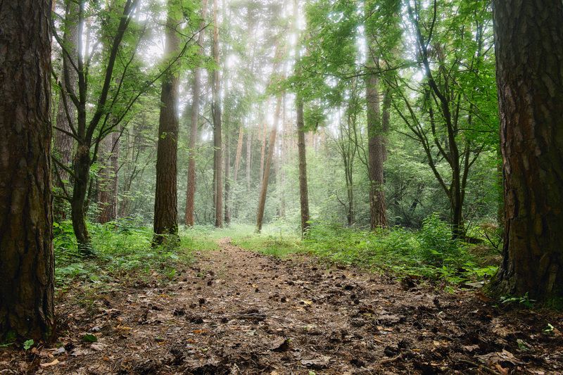 лес, деревья, листва, свет В летнем лесу фото превью