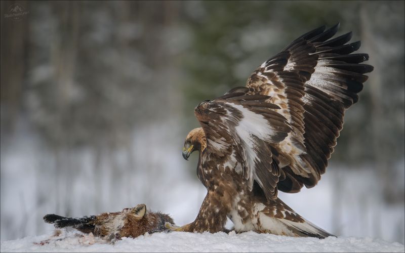 беркут, golden eagle, съемка беркута, заказник красный бор, фототур в красный бор, фотоохота в красном бору, phototravel.pro, фототуры 2026, беркут и лиса, лиса Право первого фото превью