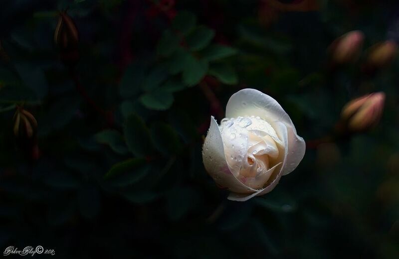 *** фото превью