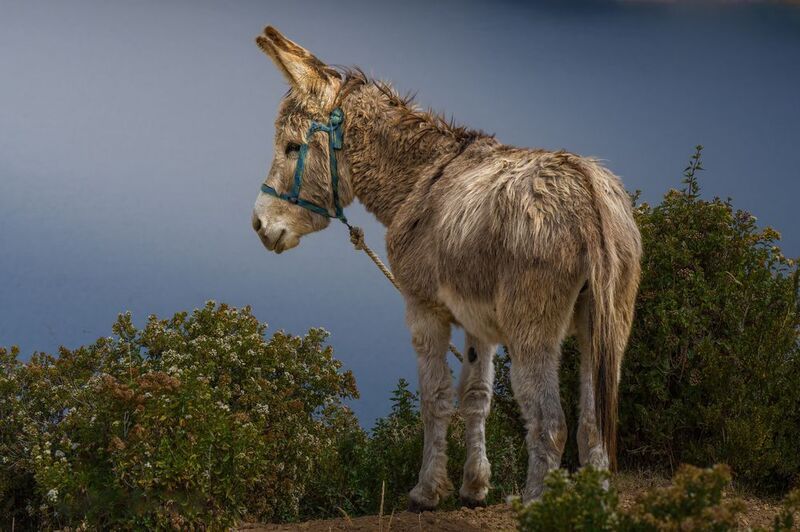 El Burrito фото превью