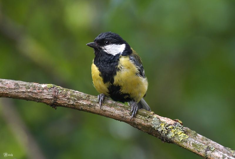 Большая синица фото превью