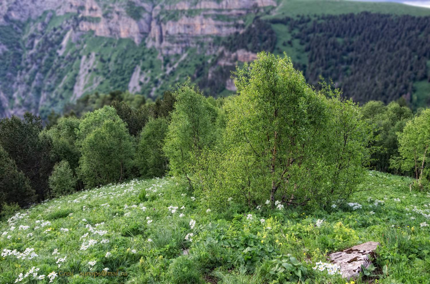 горы берёзка зелень скалы цветы альпика, Сергей Павлов