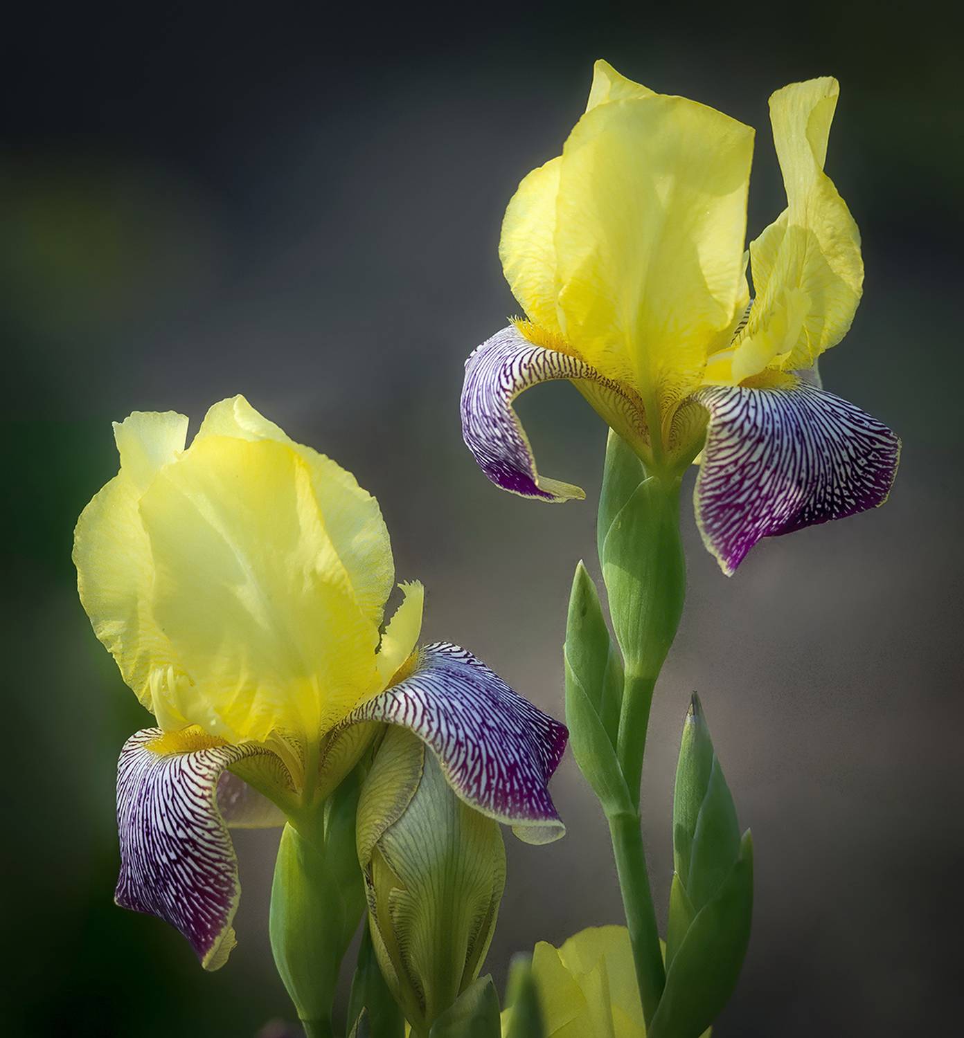 , Сергей Аникин