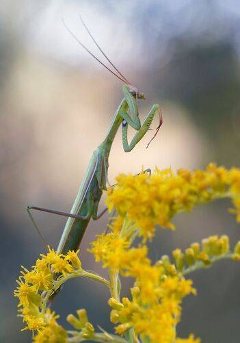 Раз, два, три, четыре, пять, я иду искать.