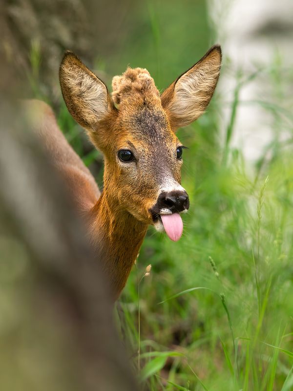 животные, косуля, природа, дикая природа, nature, wildlife, canon Кто здесь? фото превью