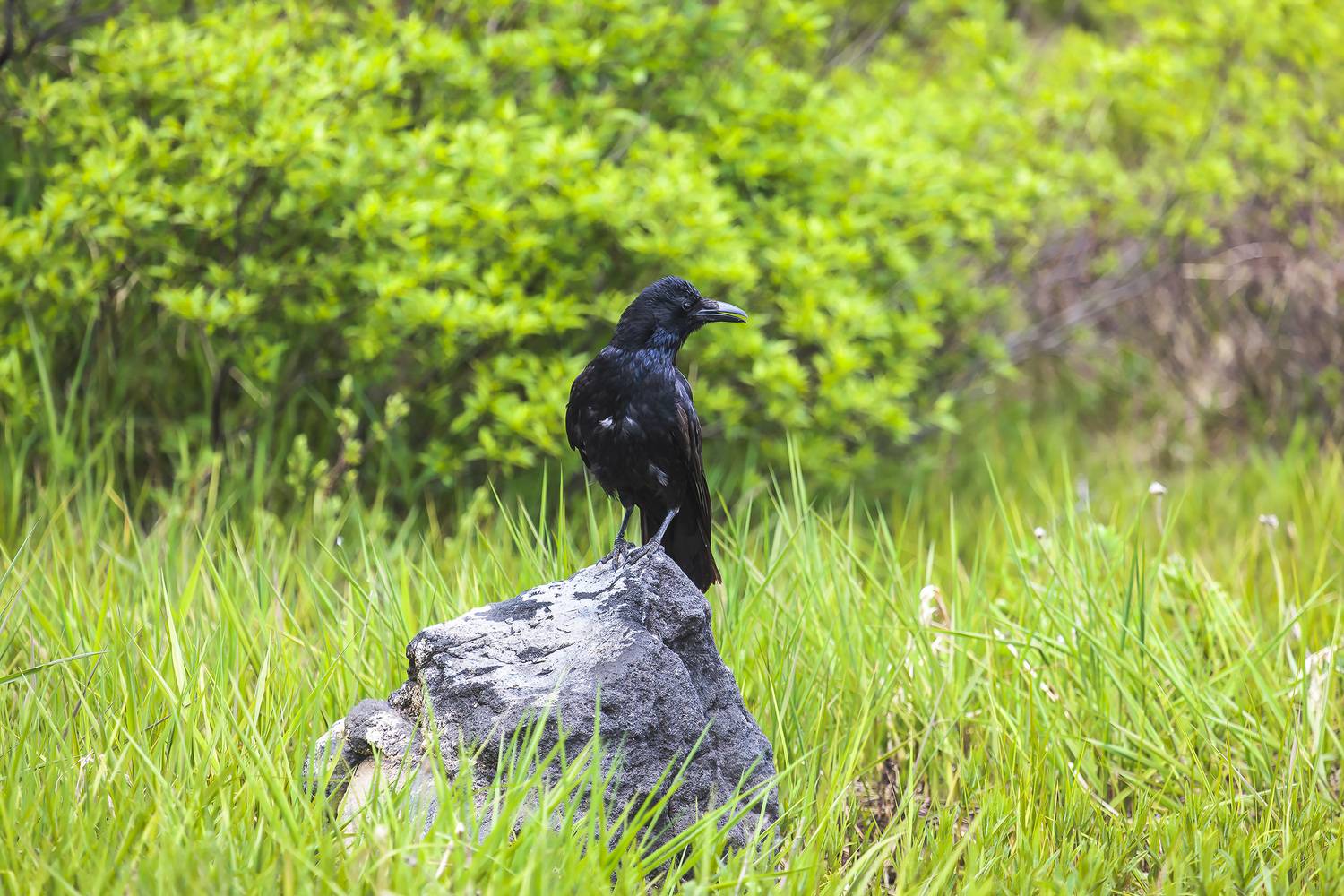 corvidae; corvus corone; вороновые; врановые; камчатский край; чёрная ворона;  авифауна; животное; орнитофауна; полуостров камчатка; птица; животные, Уткин Дмитрий