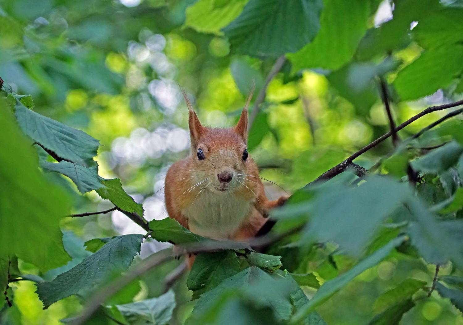 Белка, Чепленко Алексей