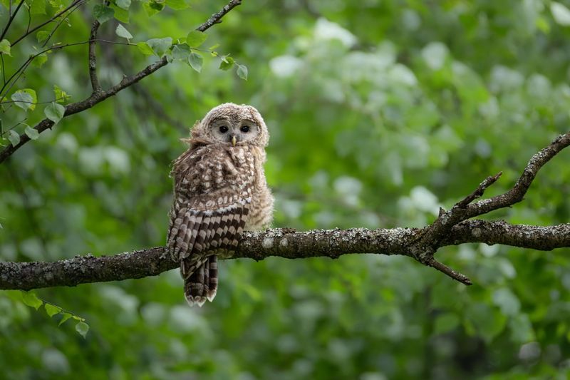 уральская неясыть, длиннохвостая неясыть, совенок, птицы, неясыть Совенок фото превью