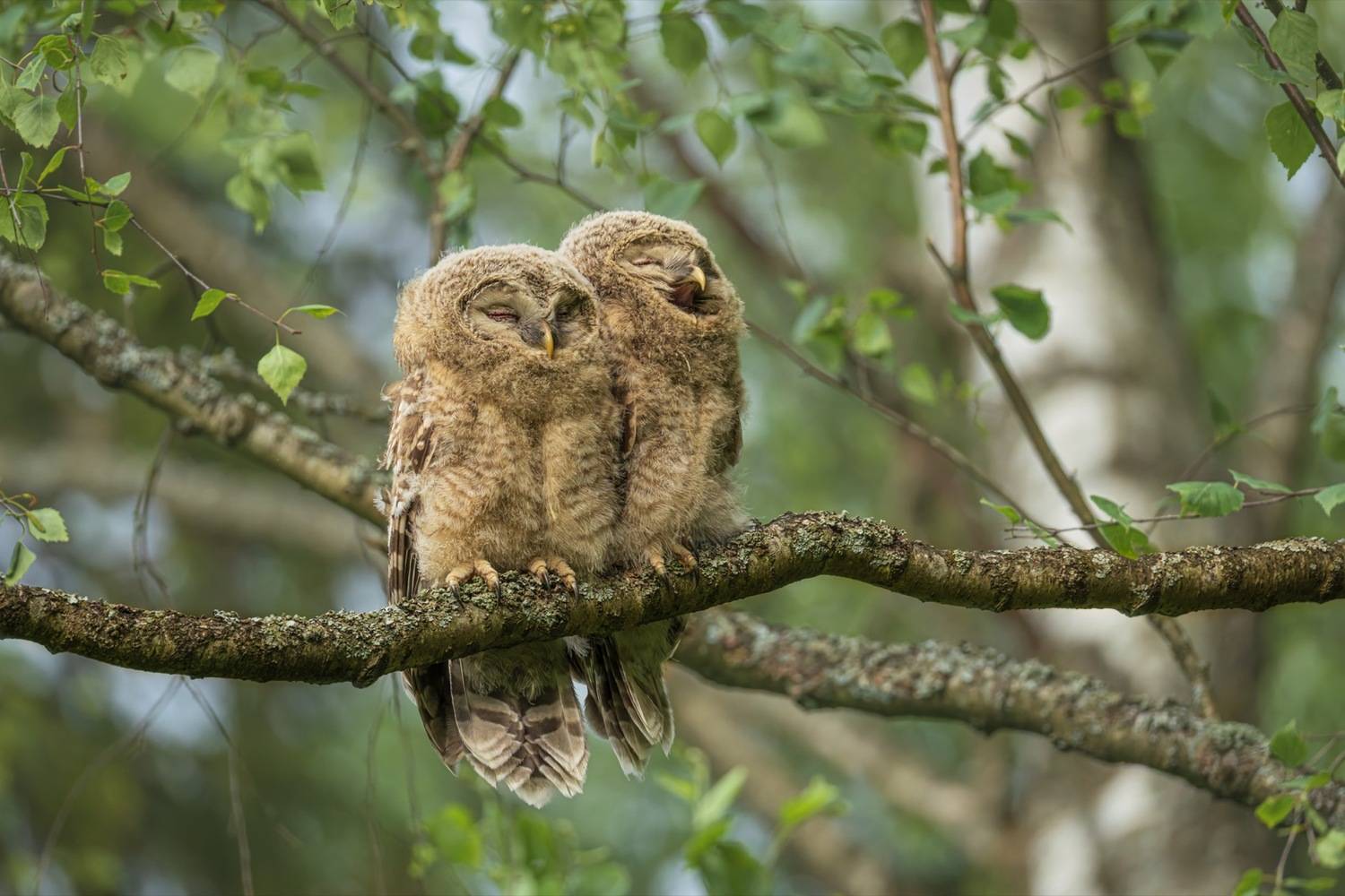 уральская неясыть, длиннохвостая неясыть, совенок, птицы, неясыть, Руслан Pl