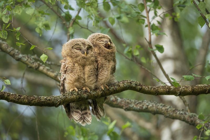уральская неясыть, длиннохвостая неясыть, совенок, птицы, неясыть Спасть пора фото превью