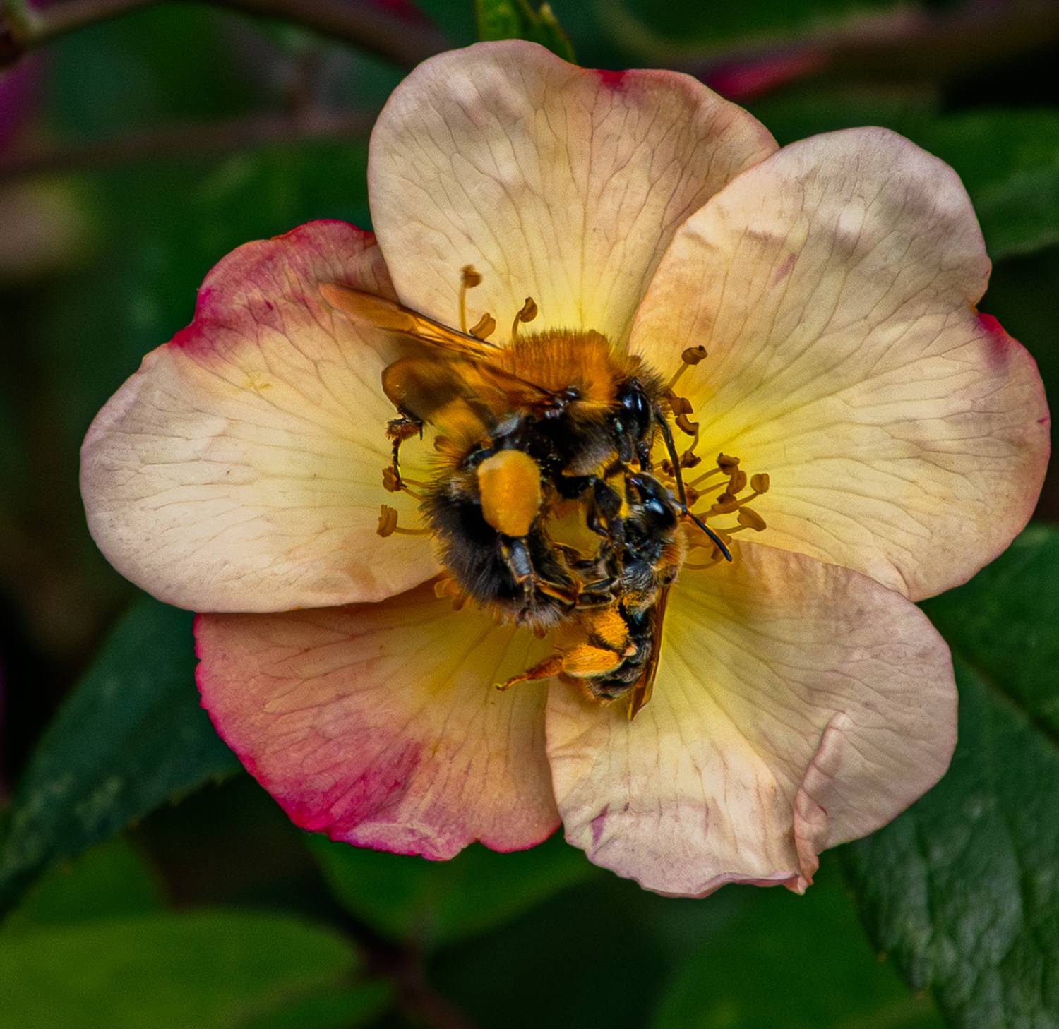 , Курлянцев Алексей