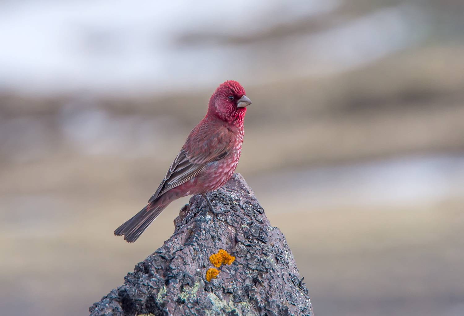 большая чечевица, кабардино-балкария, Хасан Журтов