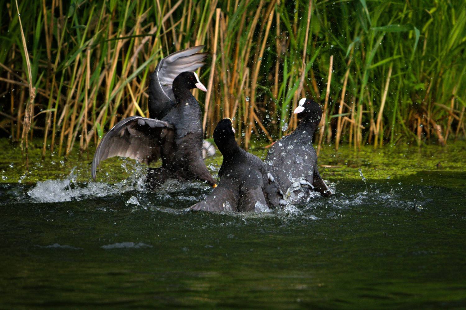 , Лажанский Руфат