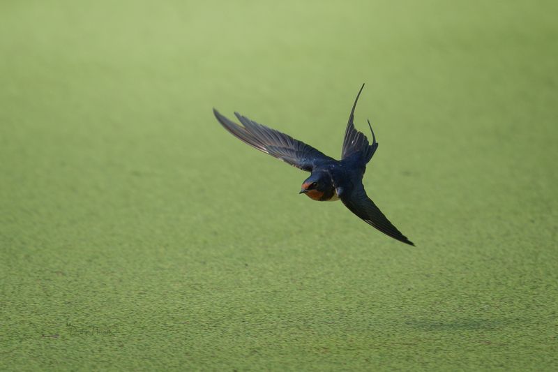 природа, лес, поля, огороды, животные, птицы, макро Виражи фото превью