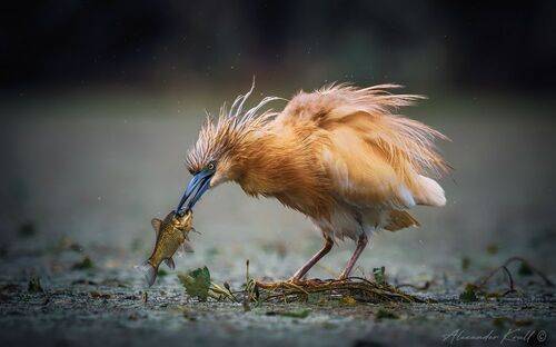 Золотая рыбка