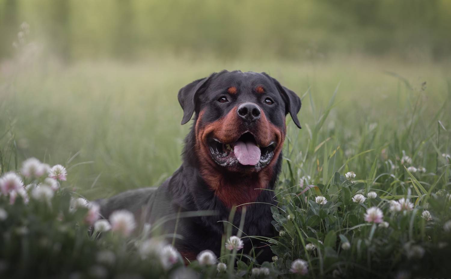 , Яна Кудлай