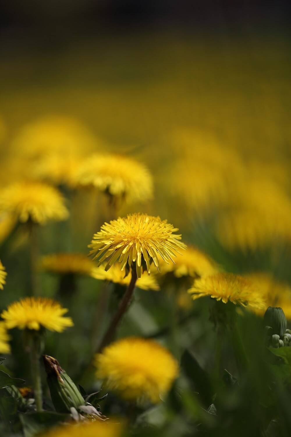 одуванчик, Евгений Слободской