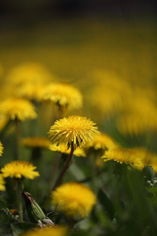 одуванчик Просто одуванчики фото превью